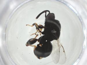  ( - CBG-A36394-H08)  @11 [ ] CreativeCommons - Attribution Share - Alike (2024) Centre for Biodiversity Genomics Centre for Biodiversity Genomics