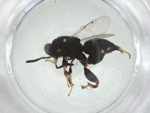  (chalMalaise01 malaise5341 - CBG-A36398-D12)  @11 [ ] CreativeCommons - Attribution Share - Alike (2024) Centre for Biodiversity Genomics Centre for Biodiversity Genomics