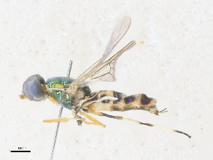  ( - CBG-A36752-D12)  @11 [ ] CreativeCommons - Attribution Share - Alike (2024) CBG Photography Group Centre for Biodiversity Genomics