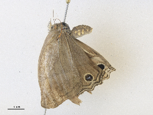  ( - CBG-A36764-D08)  @11 [ ] CreativeCommons - Attribution Share - Alike (2024) CBG Photography Group Centre for Biodiversity Genomics