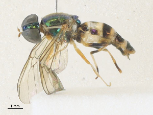  ( - CBG-A36766-E07)  @11 [ ] CreativeCommons - Attribution Share - Alike (2024) CBG Photography Group Centre for Biodiversity Genomics