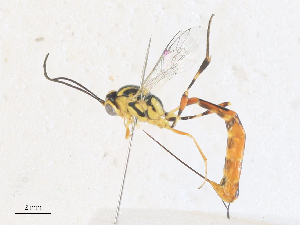  (Xiphosomella Malaise7815 - CBG-A36767-H01)  @11 [ ] CreativeCommons - Attribution Share - Alike (2024) CBG Photography Group Centre for Biodiversity Genomics