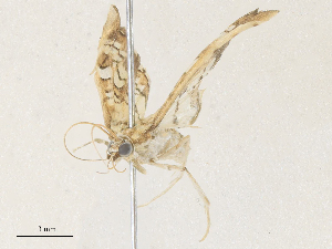  ( - CBG-A36858-E07)  @11 [ ] CreativeCommons - Attribution Share - Alike (2024) CBG Photography Group Centre for Biodiversity Genomics