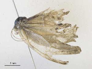  (Vareuptychia - CBG-A36873-G11)  @11 [ ] CreativeCommons - Attribution Share - Alike (2024) CBG Photography Group Centre for Biodiversity Genomics