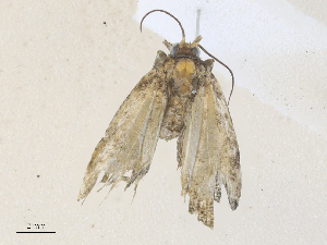  ( - CBG-A36874-E05)  @11 [ ] CreativeCommons - Attribution Share - Alike (2024) CBG Photography Group Centre for Biodiversity Genomics