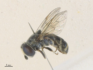  (Eumerus obliquus - CBG-A36874-G06)  @11 [ ] CreativeCommons - Attribution Share - Alike (2024) CBG Photography Group Centre for Biodiversity Genomics