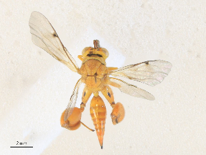  (chalMalaise01 Malaise5418 - CBG-A36876-H02)  @11 [ ] CreativeCommons - Attribution Share - Alike (2024) CBG Photography Group Centre for Biodiversity Genomics