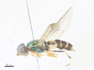  ( - CBG-A36877-B10)  @11 [ ] CreativeCommons - Attribution Share - Alike (2024) CBG Photography Group Centre for Biodiversity Genomics