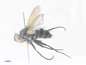  ( - CBG-A36877-B12)  @11 [ ] CreativeCommons - Attribution Share - Alike (2024) CBG Photography Group Centre for Biodiversity Genomics