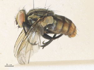  ( - CBG-A36877-H07)  @11 [ ] CreativeCommons - Attribution Share - Alike (2024) CBG Photography Group Centre for Biodiversity Genomics