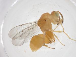  (chalMalaise01 Malaise1416 - CBG-A41651-C08)  @11 [ ] CreativeCommons - Attribution Share - Alike (2024) Centre for Biodiversity Genomics Centre for Biodiversity Genomics