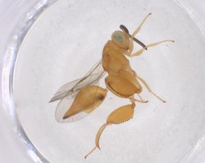  ( - CBG-A41704-A02)  @11 [ ] CreativeCommons - Attribution Share - Alike (2024) Centre for Biodiversity Genomics Centre for Biodiversity Genomics