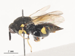  ( - CBG-A41908-D09)  @11 [ ] CreativeCommons - Attribution Share - Alike (2024) CBG Photography Group Centre for Biodiversity Genomics