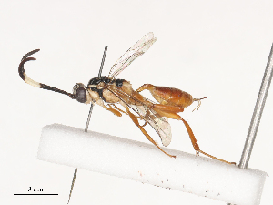  ( - CBG-A41910-A01)  @11 [ ] CreativeCommons - Attribution Share - Alike (2024) CBG Photography Group Centre for Biodiversity Genomics