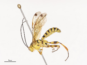  ( - CBG-A41910-D10)  @11 [ ] CreativeCommons - Attribution Share - Alike (2024) CBG Photography Group Centre for Biodiversity Genomics