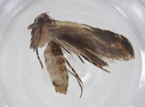  ( - CBG-A43357-F11)  @11 [ ] CreativeCommons - Attribution Share - Alike (2024) Centre for Biodiversity Genomics Centre for Biodiversity Genomics