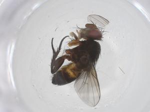  ( - CBG-A43367-E02)  @11 [ ] CreativeCommons - Attribution Share - Alike (2024) Centre for Biodiversity Genomics Centre for Biodiversity Genomics