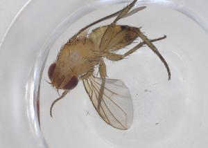  ( - CBG-A43379-D04)  @11 [ ] CreativeCommons - Attribution Share - Alike (2024) Centre for Biodiversity Genomics Centre for Biodiversity Genomics