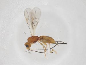  ( - CBG-A43381-D09)  @11 [ ] CreativeCommons - Attribution Share - Alike (2024) Centre for Biodiversity Genomics Centre for Biodiversity Genomics