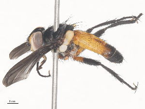  ( - CBG-A44293-G03)  @11 [ ] CreativeCommons - Attribution Share - Alike (2024) CBG Photography Group Centre for Biodiversity Genomics