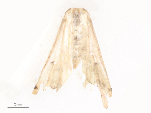  ( - CBG-A44294-H11)  @11 [ ] CreativeCommons - Attribution Share - Alike (2024) CBG Photography Group Centre for Biodiversity Genomics