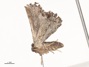  ( - CBG-A44295-D02)  @11 [ ] CreativeCommons - Attribution Share - Alike (2024) CBG Photography Group Centre for Biodiversity Genomics
