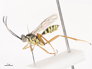  ( - CBG-A44296-C08)  @11 [ ] CreativeCommons - Attribution Share - Alike (2024) CBG Photography Group Centre for Biodiversity Genomics