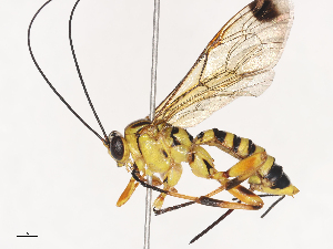  ( - CBG-A45153-A05)  @11 [ ] CreativeCommons - Attribution Share - Alike (2024) CBG Photography Group Centre for Biodiversity Genomics