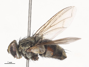  ( - CBG-A45153-C11)  @11 [ ] CreativeCommons - Attribution Share - Alike (2024) CBG Photography Group Centre for Biodiversity Genomics