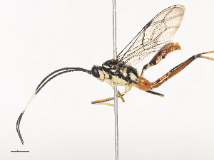  ( - CBG-A45153-D03)  @11 [ ] CreativeCommons - Attribution Share - Alike (2024) CBG Photography Group Centre for Biodiversity Genomics