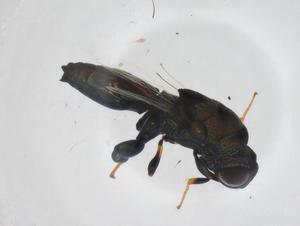  (chalMalaise01 Malaise6833 - CBG-A38803-F05)  @11 [ ] CreativeCommons - Attribution Share - Alike (2024) Centre for Biodiversity Genomics Centre for Biodiversity Genomics