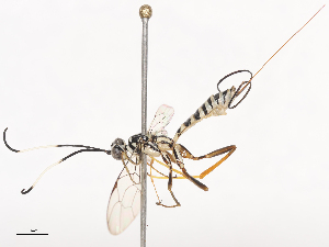  ( - CBG-A40200-E12)  @11 [ ] CreativeCommons - Attribution Share - Alike (2024) CBG Photography Group Centre for Biodiversity Genomics