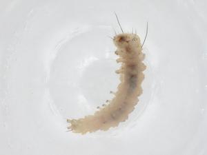  ( - CBG-A41172-D08)  @11 [ ] CreativeCommons - Attribution Share - Alike (2024) Centre for Biodiversity Genomics Centre for Biodiversity Genomics