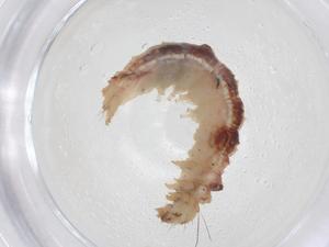  ( - CBG-A41172-D09)  @11 [ ] CreativeCommons - Attribution Share - Alike (2024) Centre for Biodiversity Genomics Centre for Biodiversity Genomics