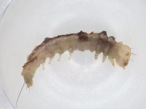  ( - CBG-A41174-D11)  @11 [ ] CreativeCommons - Attribution Share - Alike (2024) Centre for Biodiversity Genomics Centre for Biodiversity Genomics