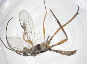  ( - CBG-A41185-H11)  @11 [ ] CreativeCommons - Attribution Share - Alike (2024) Centre for Biodiversity Genomics Centre for Biodiversity Genomics