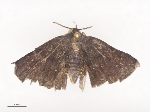  ( - CBG-A41817-C10)  @11 [ ] CreativeCommons - Attribution Share - Alike (2024) CBG Photography Group Centre for Biodiversity Genomics