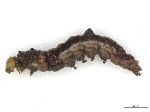  ( - CBG-A41817-H03)  @11 [ ] CreativeCommons - Attribution Share-Alike (2024) CBG Photography Group Centre for Biodiversity Genomics