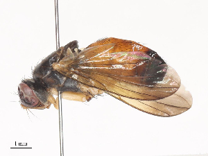  ( - CBG-A41818-D12)  @11 [ ] CreativeCommons - Attribution Share - Alike (2024) CBG Photography Group Centre for Biodiversity Genomics