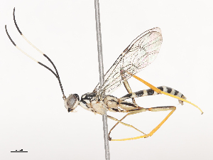  ( - CBG-A41841-D04)  @11 [ ] CreativeCommons - Attribution Share - Alike (2024) CBG Photography Group Centre for Biodiversity Genomics