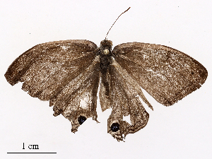  ( - CBG-A40151-F12)  @11 [ ] CreativeCommons - Attribution Share-Alike (2024) CBG Photography Group Centre for Biodiversity Genomics