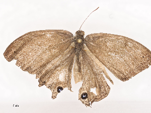  ( - CBG-A40151-F12)  @11 [ ] CreativeCommons - Attribution Share - Alike (2024) CBG Photography Group Centre for Biodiversity Genomics