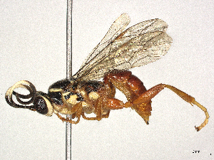  ( - CBG-A40151-G01)  @11 [ ] CreativeCommons - Attribution Share-Alike (2024) CBG Photography Group Centre for Biodiversity Genomics