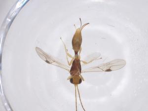  ( - CBG-A40923-E05)  @11 [ ] CreativeCommons - Attribution Share - Alike (2024) Centre for Biodiversity Genomics Centre for Biodiversity Genomics