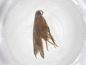  ( - CBG-A40933-H08)  @11 [ ] CreativeCommons - Attribution Share - Alike (2024) Centre for Biodiversity Genomics Centre for Biodiversity Genomics