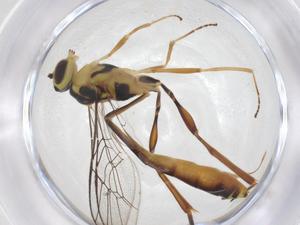 (Podogaster Malaise3397 - CBG-A40939-E04)  @11 [ ] CreativeCommons - Attribution Share - Alike (2024) Centre for Biodiversity Genomics Centre for Biodiversity Genomics