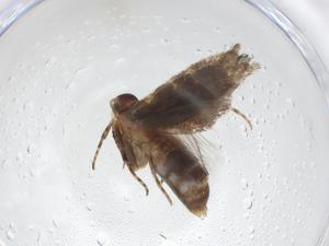  ( - CBG-A40945-E12)  @11 [ ] CreativeCommons - Attribution Share - Alike (2024) Centre for Biodiversity Genomics Centre for Biodiversity Genomics