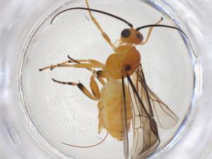  ( - CBG-A40948-H04)  @11 [ ] CreativeCommons - Attribution Share - Alike (2024) Centre for Biodiversity Genomics Centre for Biodiversity Genomics