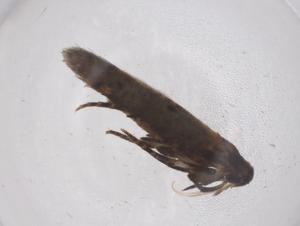  ( - CBG-A41352-A05)  @11 [ ] CreativeCommons - Attribution Share - Alike (2024) Centre for Biodiversity Genomics Centre for Biodiversity Genomics