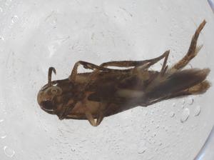  ( - CBG-A41356-D11)  @11 [ ] CreativeCommons - Attribution Share - Alike (2024) Centre for Biodiversity Genomics Centre for Biodiversity Genomics